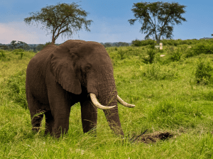 Olifant 2 Nele