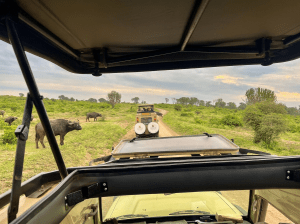 Twee jeeps na elkaar Nele